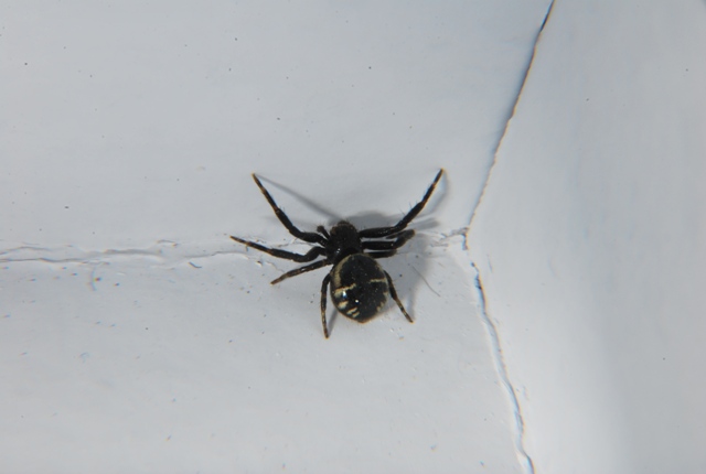 Synema globosum - Meldola (FC)